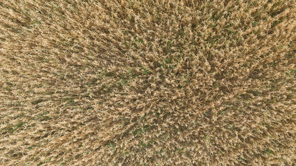 oat field as agricultural concept background
