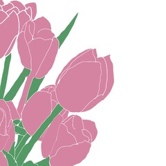 pink rose on white background