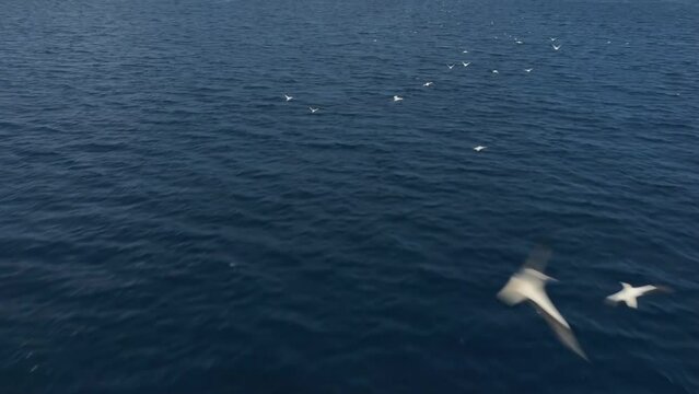 A herd of seaguls flying close tu surface of the sea