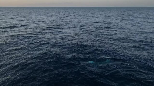Manta rays swims close to water surafce. Aerial view