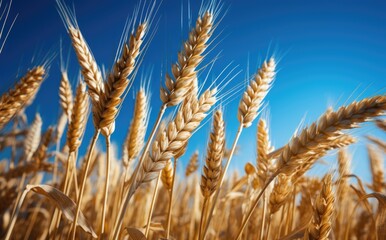 Fototapeta premium Yellow agricultural field with ripe wheat against the blue sky. ears of wheat close-up