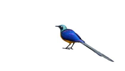 Blue and Gold colorful Gold Breasted Starling from Africa