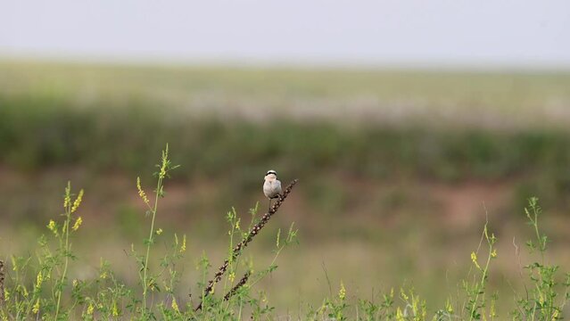Wheatear or Oenanthe oenanthe sitting on a branch. Bird close up. Slow motion.