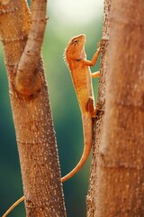 lizard on a tree