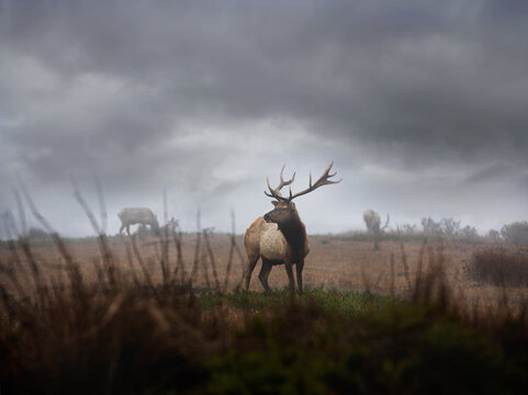 Tule Elk at Point Reyes National Park California