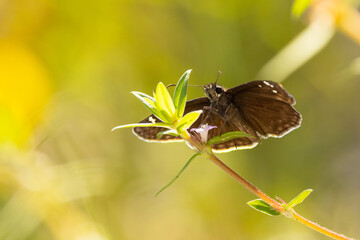 A brown butterfly, likely a species of skipper (please check species ID with an expert if accuracy...