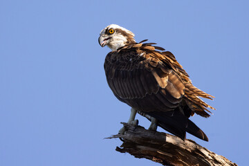 An osprey (Pandion haliaetus) perched on a dead tree above the Myakka River in Venice, Florida
