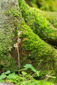 Overblown ghost orchid, Epipogium aphyllum growing at the base of a coniferous tree