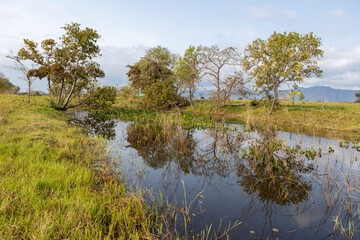 Fototapeta na wymiar Small lake with water plants and beautifully surrounded by trees in the famous Pantanal, the world's largest freshwater wetland - Traveling South America