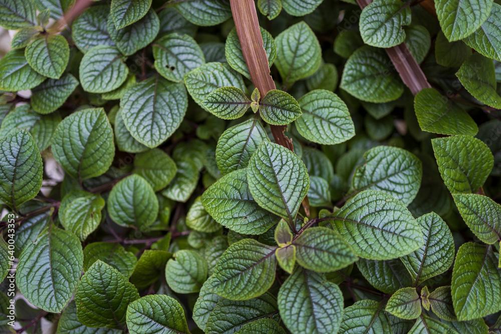 Wall mural heliotropium is a genus of flowering plants in the heliotrope family, heliotropiaceae.