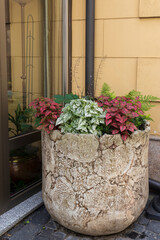 Green and pink Hypoestes, coleus and ivy leaves adorn in a tall stone vase near the restaurant.