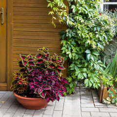 Various types of coleus in clay pots decorate the flowerbed on the lawn in the garden