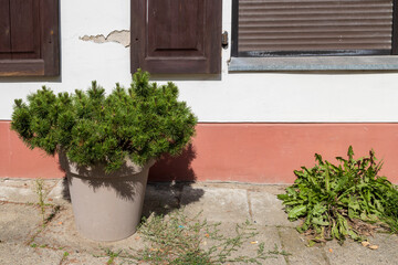 Fototapeta na wymiar a young pine tree in a ceramic pot decorates the street. A dandelion grows nearby. landscape design