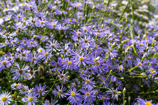 European michaelmas daisy (Aster amellus). Aster is a genus of flowering plants in the family Asteraceae.