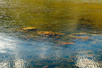 Reflejos del cielo sobre una laguna de montaña en la cordillera de Los Andes  Argentina.Texturas del brillo del aua , Juncos y otros musgos dan el aspecto misterioso. Agua pura de deshielo