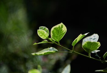 Fototapeta na wymiar Fresh green leaves in sunlight
