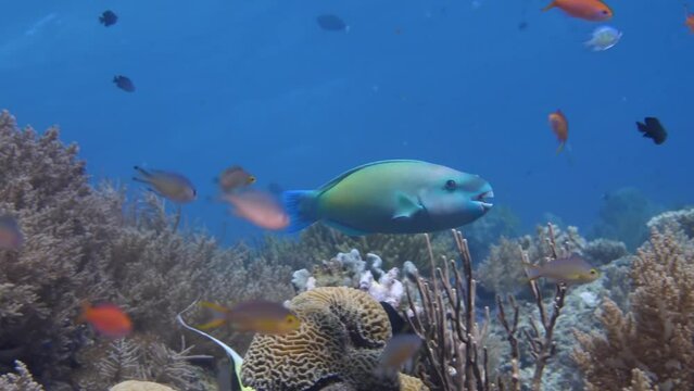 Coral reef underwater. Flock of small beautiful reef fishes at the bottom of the sea.	