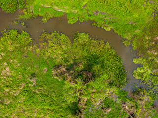 Close-up drone shot of the bright green flooded grasslands of the Pantanal in Brasil, the world's largest freshwater wetland; Traveling South America