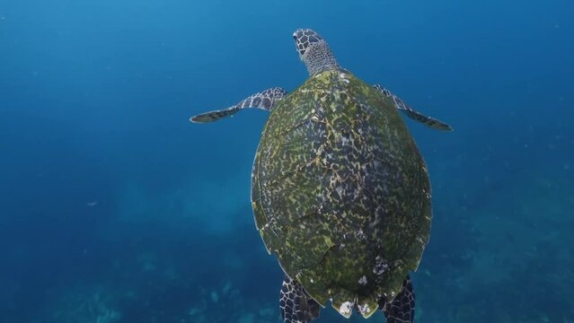 Sea turtle swims underwater. Close-up view of hawksbill turtle 