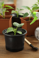 Seedlings growing in plastic containers with soil on wooden table