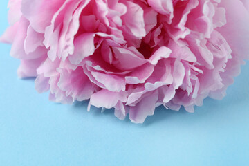 Beautiful peony flower on light blue background, closeup