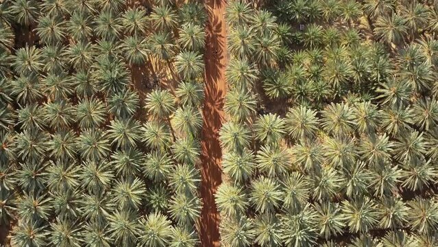 Saudi Arabia drone aerial view of a palm tree plantation with beautiful pattern with two people walking and admiring the palm trees