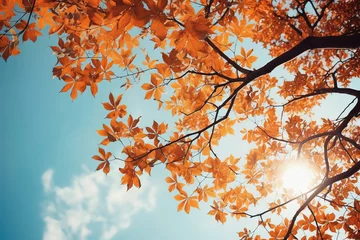 Foto op Plexiglas Warm oranje Trees in fall park from below, yellow tops of trees, blue sky background