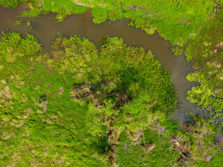 Close-up drone shot of the bright green flooded grasslands of the Pantanal in Brasil, the world's largest freshwater wetland; Traveling South America