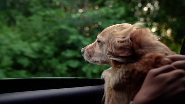 dog looks out car window. pet hunting dog spaniel. dog life. cheerful happy pet. dog dream. catch the wind from window with your muzzle. enjoy freedom nature. red spaniel catches wind with its face.