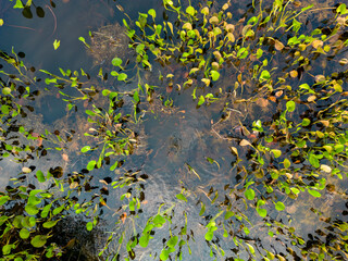 Close up of bright green leaves growing through the water surface in the famous Pantanal, the world's largest freshwater wetland - Traveling South America 