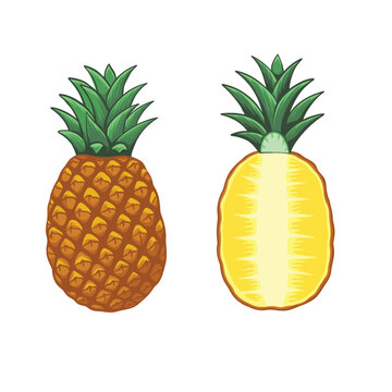 Pineapple exotic tropical fruit as name Ananas comosus. Whole pineapple with leaves and pineapple slices and a half. Hand drawn Vector illustration.