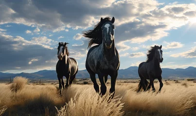 Rolgordijnen Three black horses running through an open grassy field, blue sky with clouds © piknine