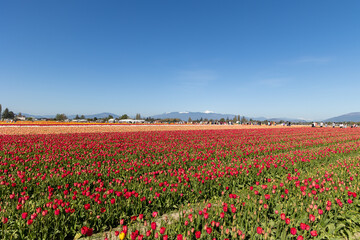 Tulip Festival