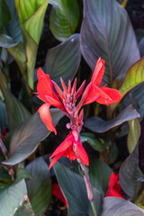 Indian Shot Plant: A Global Edible Crop with Ancient Roots.