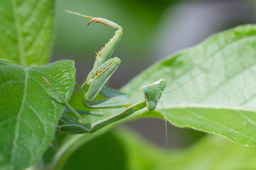 Arizona Manitis (Stagmomantis limbata) nymph