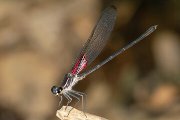 Canyon Rubyspot (Hetaerina vulnerata) damselfly