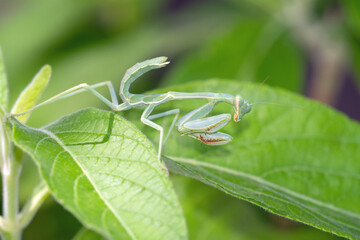 Arizona Manitis (Stagmomantis limbata) nymph