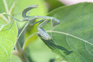 Arizona Manitis (Stagmomantis limbata) nymph