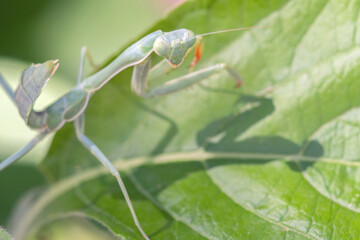 Arizona Manitis (Stagmomantis limbata) nymph