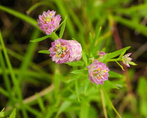 Fototapeta premium Polygala sanguinea (Field Milkwort) Native North American Prairie Wildflower 