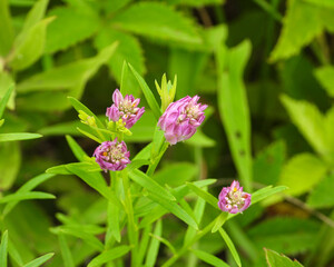 Polygala sanguinea (Field Milkwort) Native North American Prairie Wildflower 