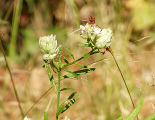 Polygala sanguinea (Field Milkwort) Native North American Prairie Wildflower 