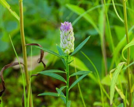 Polygala sanguinea (Field Milkwort) Native North American Prairie Wildflower 