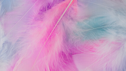 pink feather wool pattern texture background