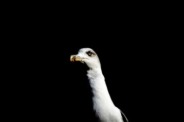 Seagull half in a shade