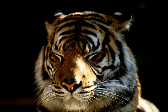 Close up of Sumatran tiger with closed eyes