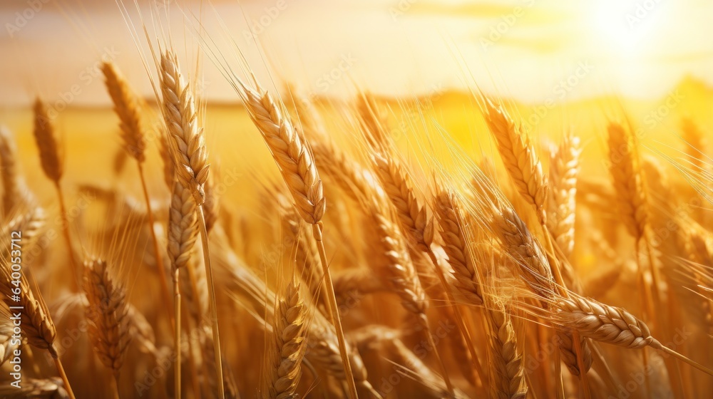 Wall mural design template for golden harvest wheat field