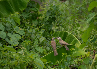 a pair of birds perched in the garden. two birds are feeding each other on a banana leaf. close up