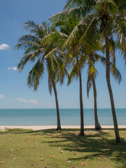 coconut palm trees on a tropical beach with a blue sky. summer beach in thailand. seaside ocean palm coast asia exotic. photo of a coconut landscape