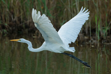 Great egret (Ardea alba)